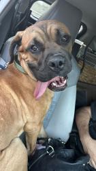 Found/Stray Male Dog last seen E William Cannon & Rockridge Drive, Austin, TX 78744