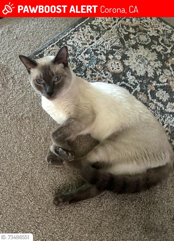 Lost Male Cat last seen Palm and main, Corona, CA 92879