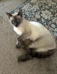Lost Male Cat last seen Palm and main, Corona, CA 92879