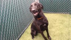Shelter Stray Male Dog last seen , 11258 Garfield Ave, Downey, CA 90242, USA