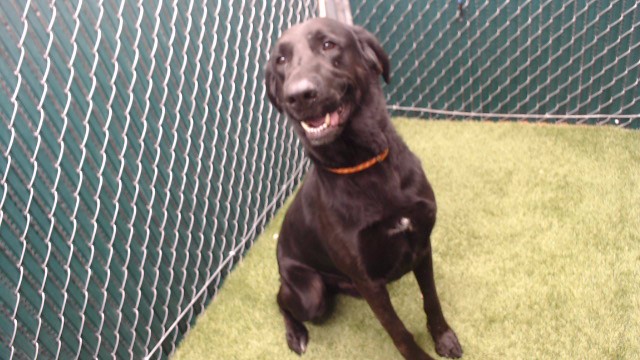 Shelter Stray Male Dog last seen , 11258 Garfield Ave, Downey, CA 90242, USA