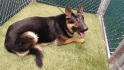 Shelter Stray Male Dog last seen , 11258 Garfield Ave, Downey, CA 90242, USA