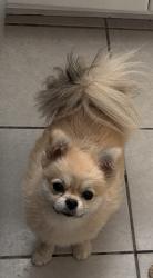 Lost Female Dog last seen Donald and Hugg St, El Paso, TX 79924