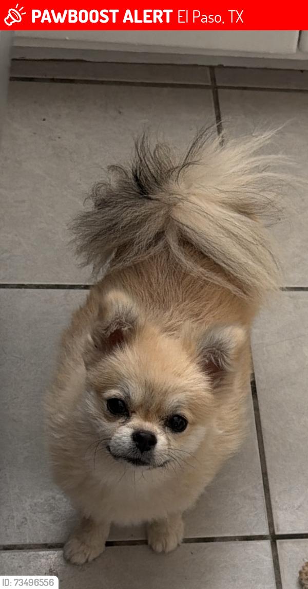 Lost Female Dog last seen Donald and Hugg St, El Paso, TX 79924