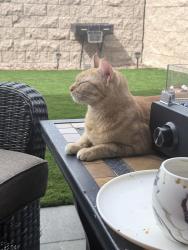 Reunited Female Cat last seen Main & Hanzum, Chula Vista, CA 91913