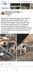 Lost Female Dog last seen Mocalenia Dr., Round O, SC 29474