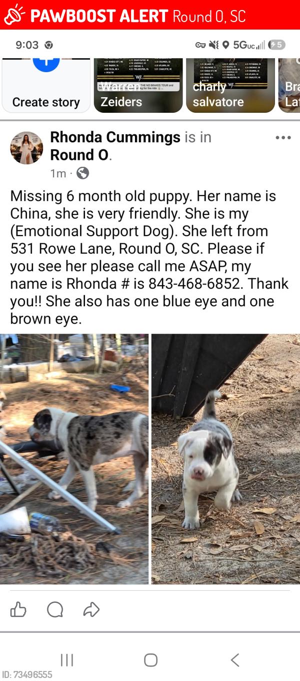 Lost Female Dog last seen Mocalenia Dr., Round O, SC 29474