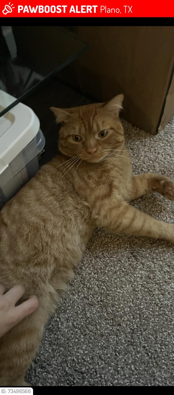 Lost Male Cat last seen Plano tx, Plano, TX 75075