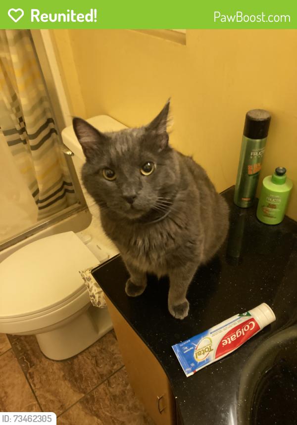 Reunited Male Cat last seen Near Harvest Ave Santa Fe Springs CA, Santa Fe Springs, CA 90670