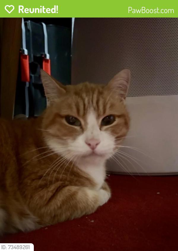 Reunited Unknown Cat last seen Hawthorne Drive, Walnut Creek, CA 94596