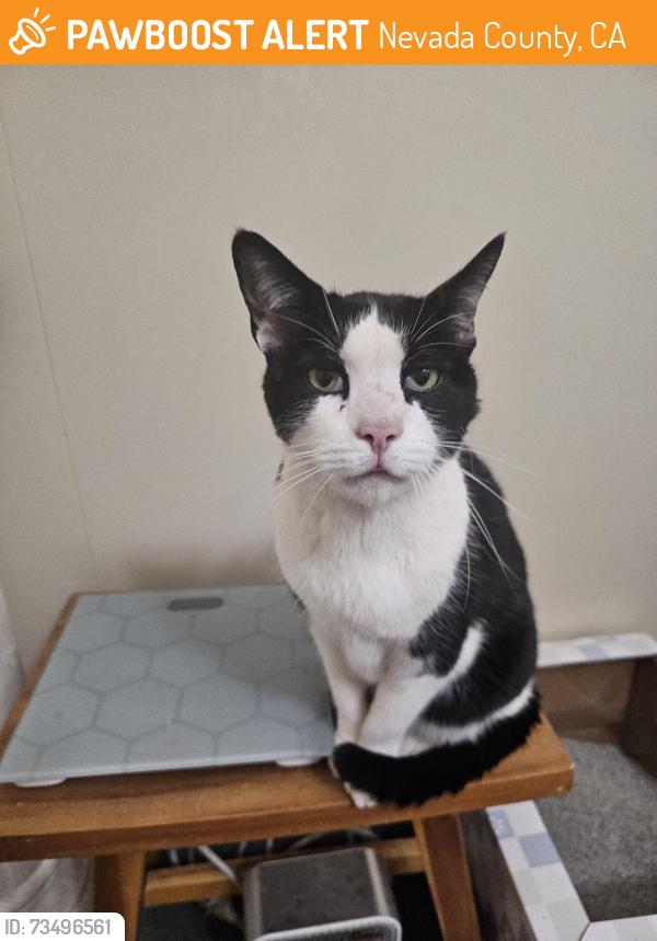 Found/Stray Unknown Cat last seen Sugar loaf road, Nevada County, CA 95949
