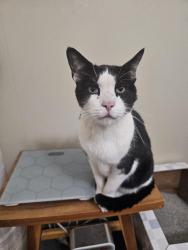 Found/Stray Unknown Cat last seen Sugar loaf road, Nevada County, CA 95949