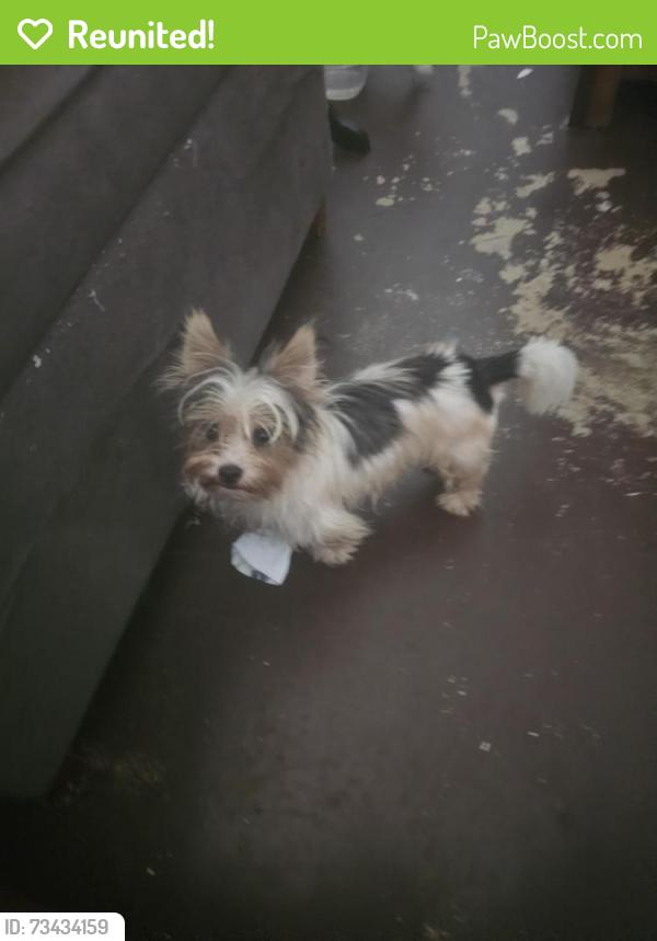 Reunited Male Dog last seen FIRST ST. AND JENNINGS AVE, Greenacres, FL 33463