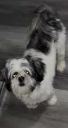 Reunited Male Dog last seen Irish hill, Houston, TX 77053
