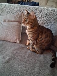 Lost Female Cat last seen Near municipal Dr Richardson Hawthorne hotel, Richardson, TX 75080