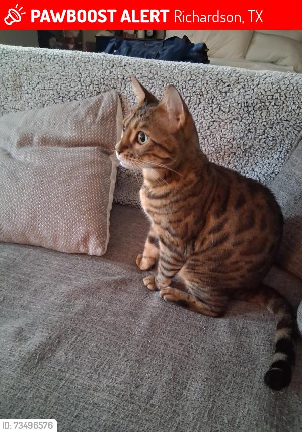 Lost Female Cat last seen Near municipal Dr Richardson Hawthorne hotel, Richardson, TX 75080