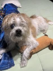 Lost Male Dog last seen Stubner airline between Spring Cypress and Louetta, Spring, TX 77379