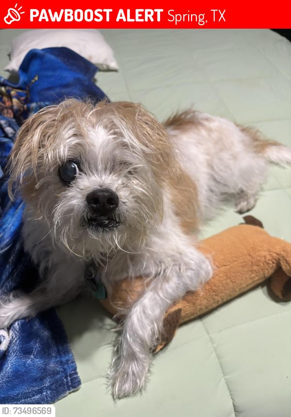 Lost Male Dog last seen Stubner airline between Spring Cypress and Louetta, Spring, TX 77379
