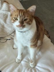 Reunited Male Cat last seen Cedar and Redwood in ANTIOCH, CA, Antioch, CA 94509