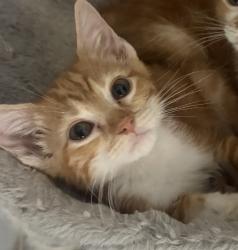 Reunited Female Cat last seen Oakville apmts, Austin, TX 78729