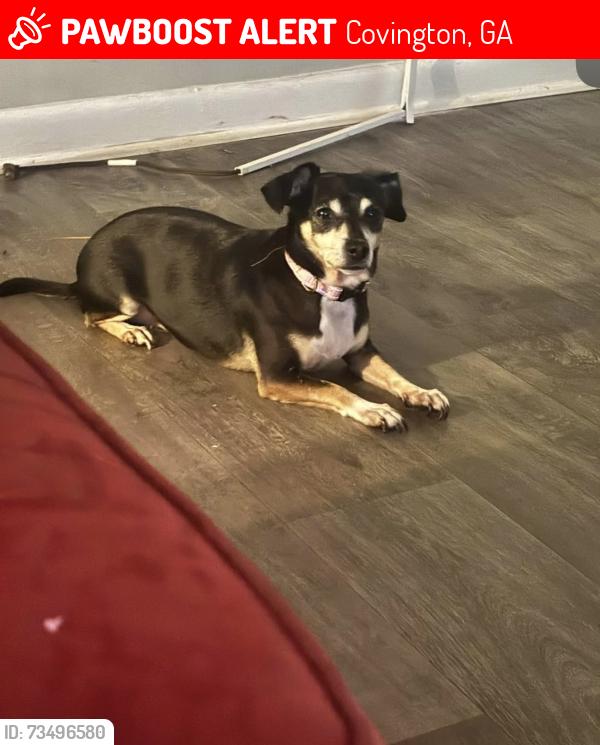 Lost Female Dog last seen Unknown, Covington, GA 30014