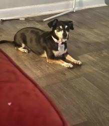Lost Female Dog last seen Unknown, Covington, GA 30014