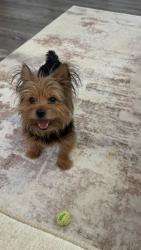 Lost Male Dog last seen Dinner Tree Square - Turner Farms, Huntsville, AL 35811