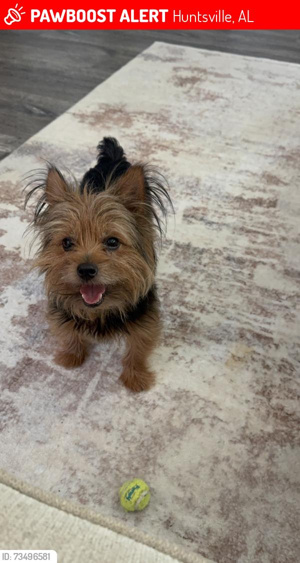 Lost Male Dog last seen Dinner Tree Square - Turner Farms, Huntsville, AL 35811