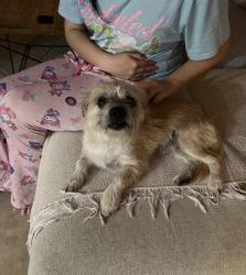 Reunited Male Dog last seen Gilbert, AZ, USA, Gilbert, AZ 85233