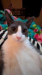 Reunited Male Cat last seen Near Georgia Ave, Kansas City, KS 66109, USA, Kansas City, KS 66109