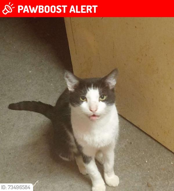 Lost Male Cat last seen Hesketh Crescent Torquay, Torbay, England TQ1 2LL
