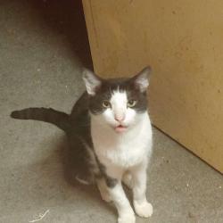 Lost Male Cat last seen Hesketh Crescent Torquay, Torbay, England TQ1 2LL