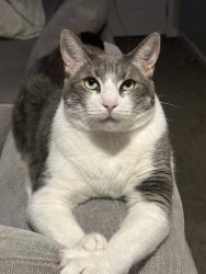 Lost Male Cat last seen Near Elk grove high, Elk Grove, CA 95624
