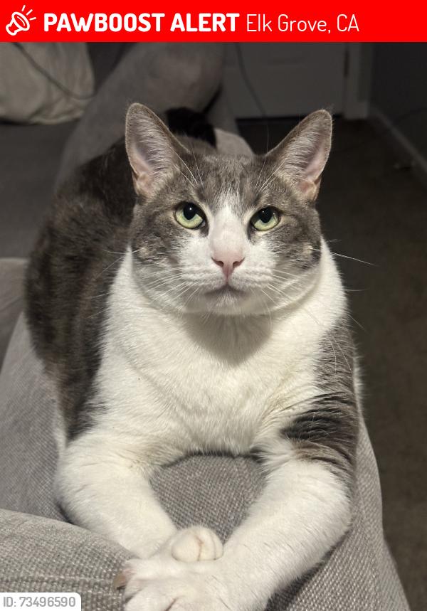 Lost Male Cat last seen Near Elk grove high, Elk Grove, CA 95624