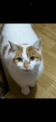 Lost Female Cat last seen Tynedale road, Tyseley, England B11 3QR