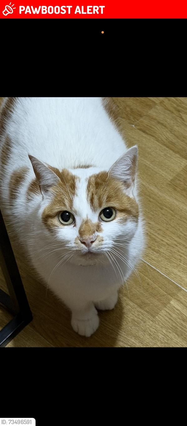 Lost Female Cat last seen Tynedale road, Tyseley, England B11 3QR