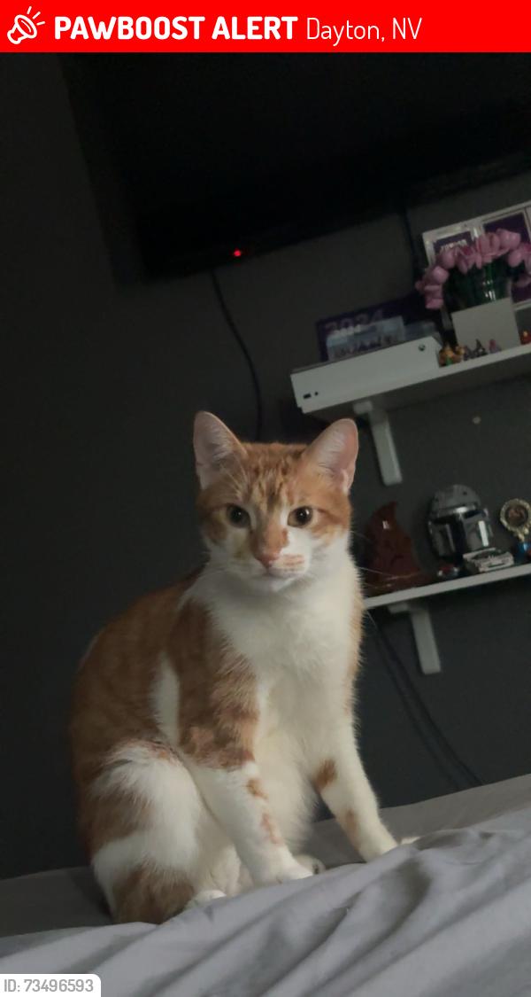 Lost Male Cat last seen Butte creek rd, Dayton, NV 89403