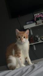 Lost Male Cat last seen Butte creek rd, Dayton, NV 89403