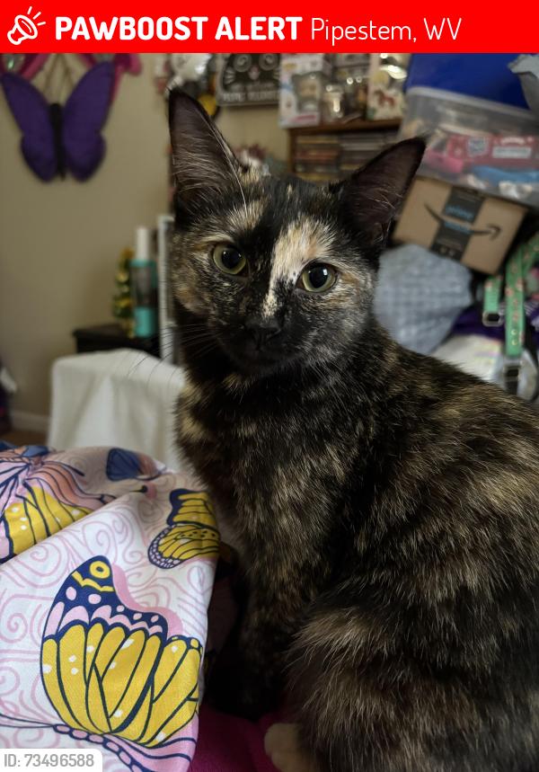 Lost Female Cat last seen Pipestem, Pipestem, WV 25979