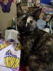 Lost Female Cat last seen Pipestem, Pipestem, WV 25979