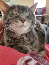 Reunited Female Cat last seen near perkins and the neighborhood behind it, Elk River, MN 55330
