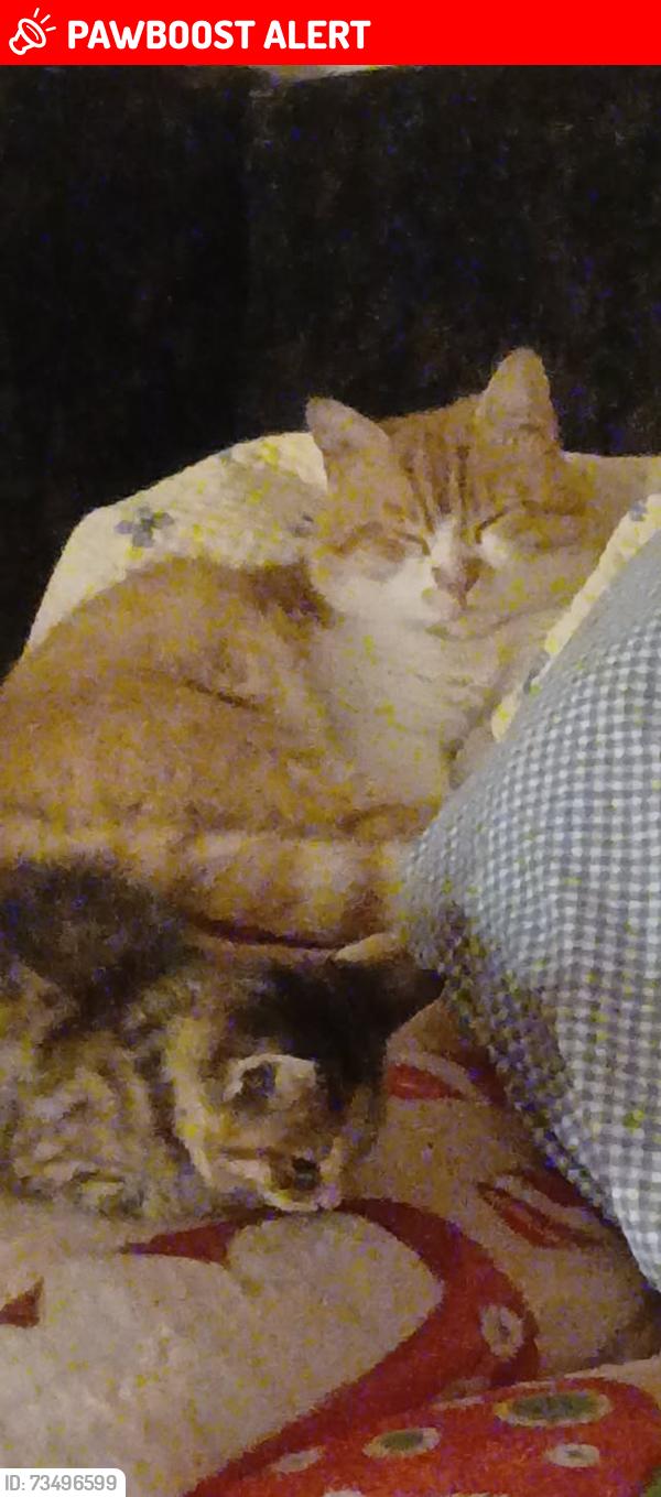 Lost Male Cat last seen Summerhill walk Bt17 0wd, Dunmurry, Northern Ireland 