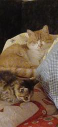 Lost Male Cat last seen Summerhill walk Bt17 0wd, Dunmurry, Northern Ireland 