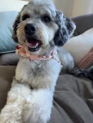 Reunited Female Dog last seen Kooiman Ave and Taylor, Grand Haven, MI 49417