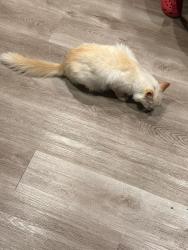 Lost Male Cat last seen Waterow view, Nest junction, Von Ormy, TX 78073