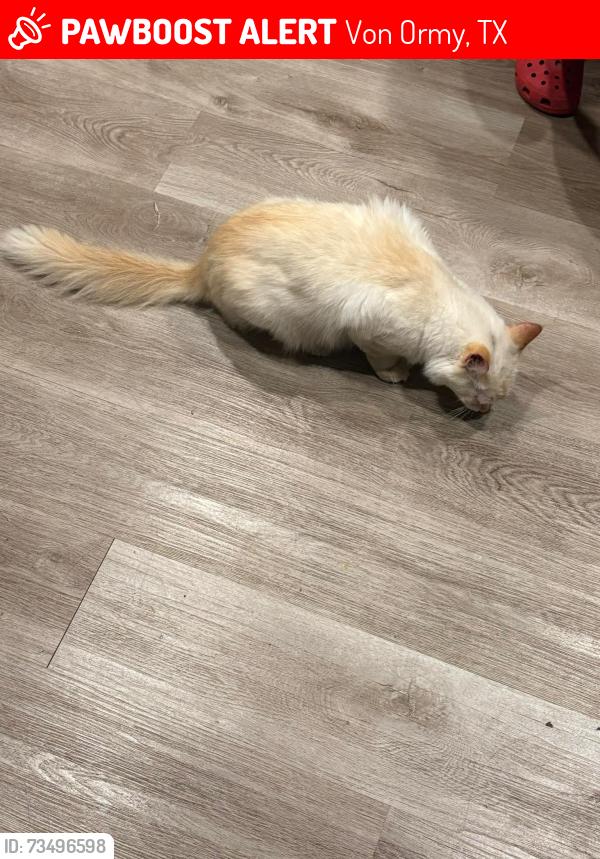 Lost Male Cat last seen Waterow view, Nest junction, Von Ormy, TX 78073