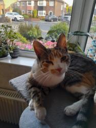 Lost Female Cat last seen Pine Grove, near All Saints Primary School, Greater Manchester, England 