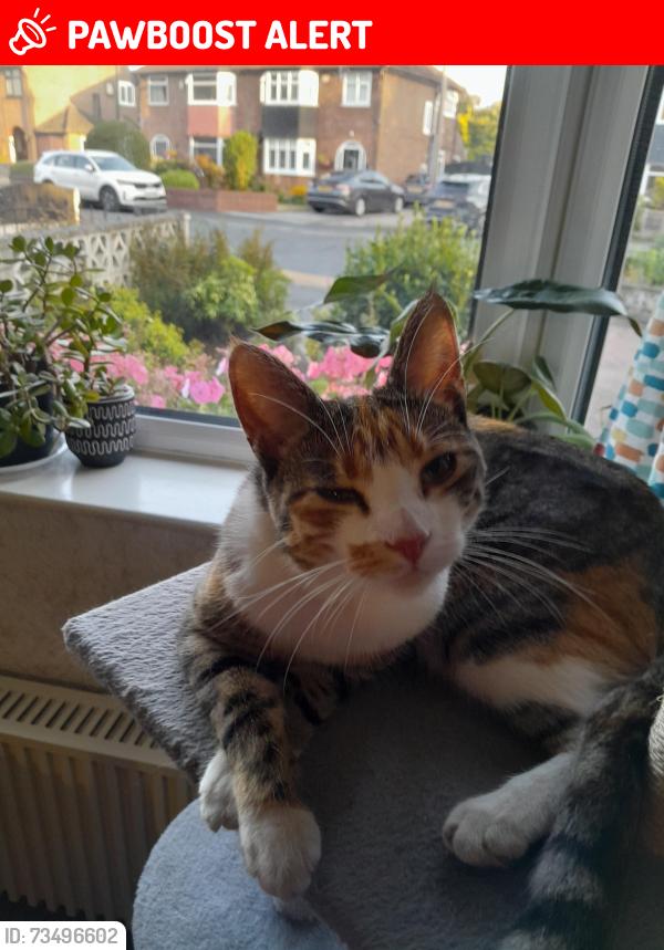 Lost Female Cat last seen Pine Grove, near All Saints Primary School, Greater Manchester, England 