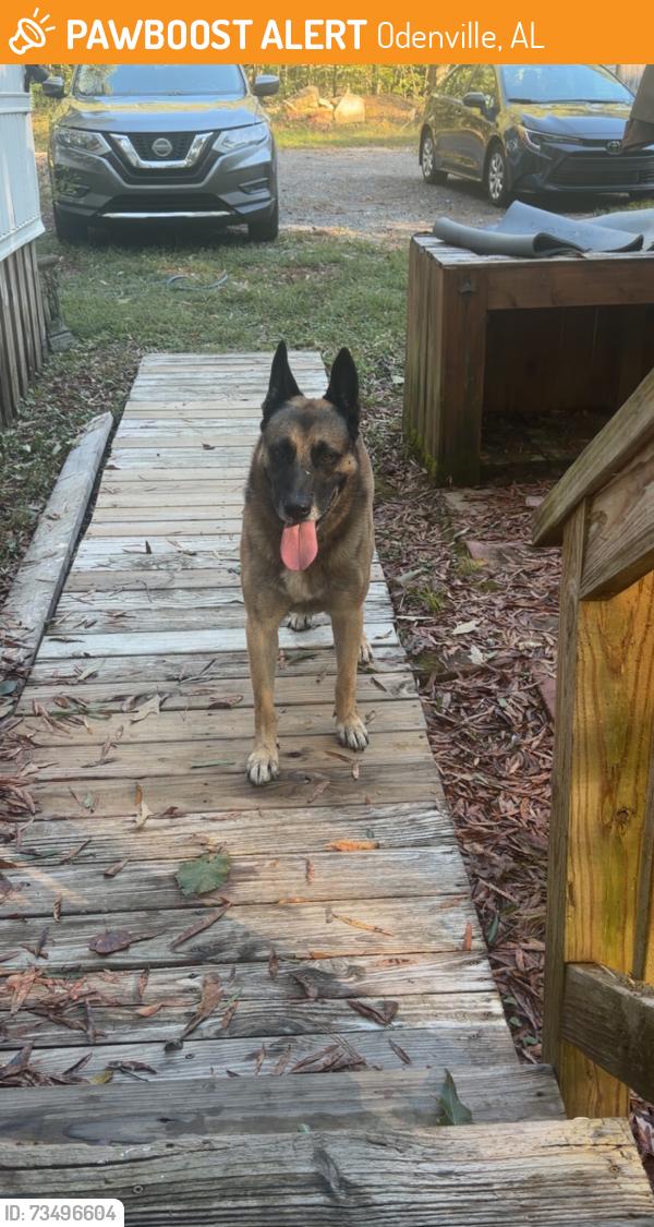 Found/Stray Male Dog last seen Kelly Creek Road, Odenville, AL 35120