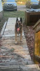 Found/Stray Male Dog last seen Kelly Creek Road, Odenville, AL 35120